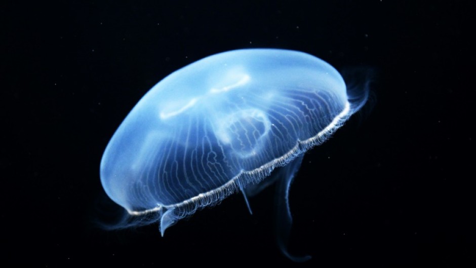 Site operator EDF said jellyfish-related shutdowns were 'quite rare' but not unheard of