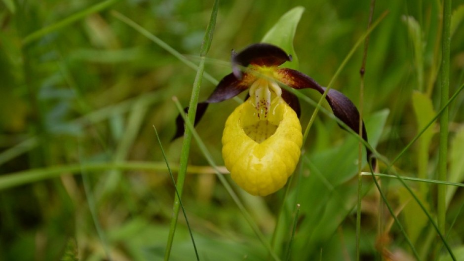 The Lady's Slipper orchid was one of the species helped by the conservaion project
