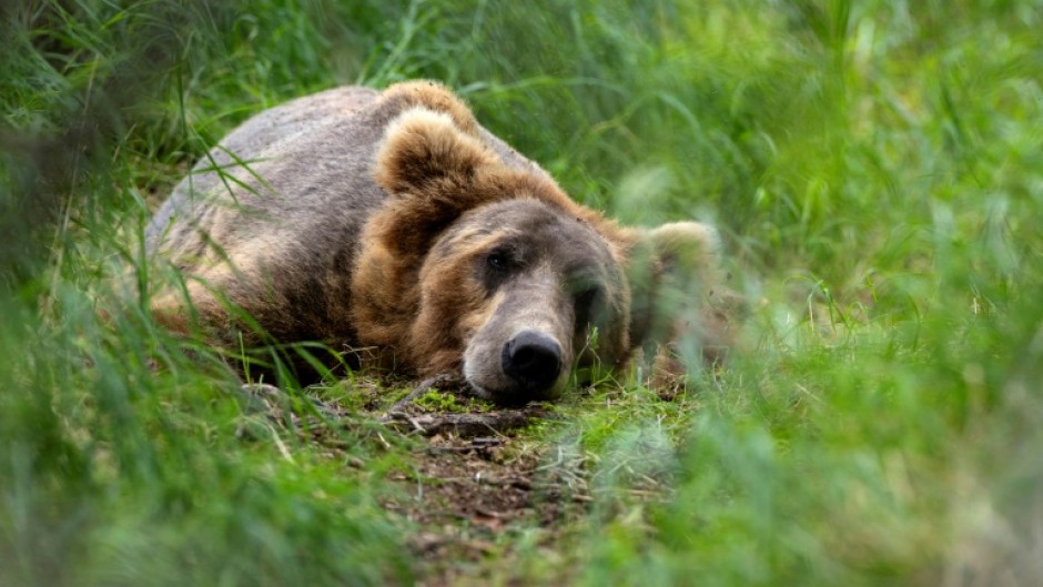 Some Russians mourn the loss of Alaska because 'it's where our bears live'