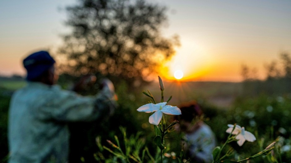 Farmers are only paid a tiny fraction of what the jasmine extract eventually sells for