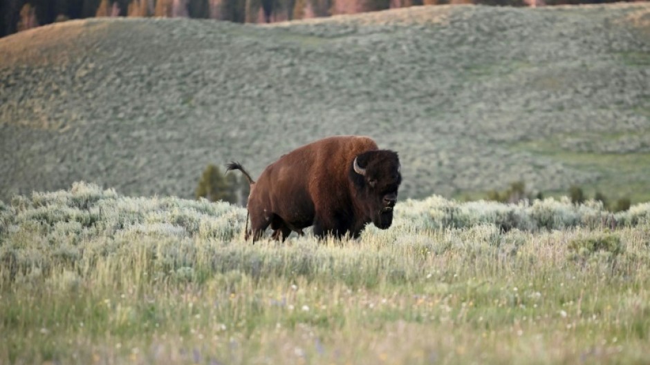 An American Bison, also called Buffalo, grazes in the Yellowstone National Park July 09, 2020