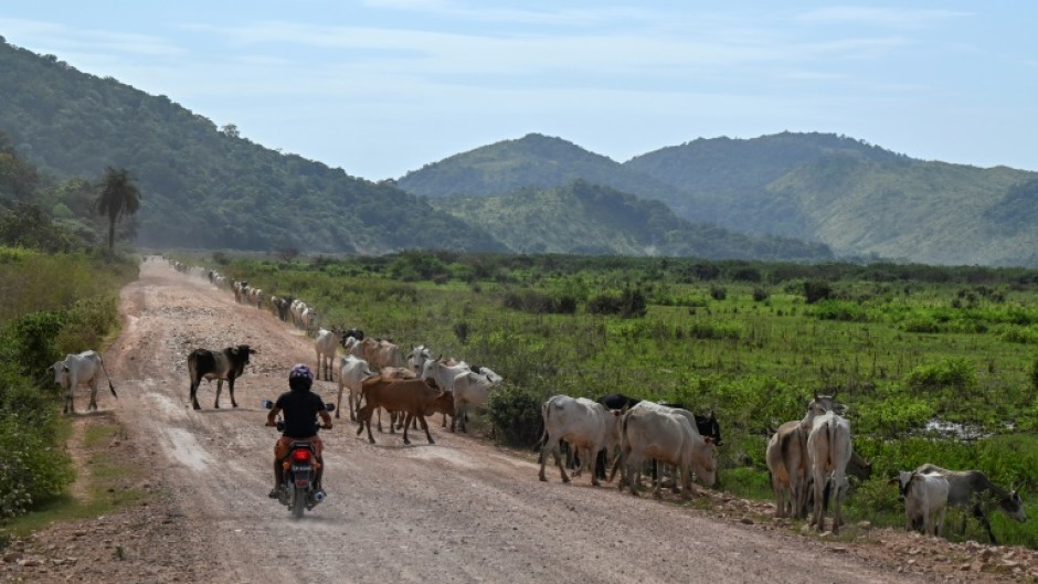 A man rides his motorbike on 'The Trail' near Kurupukari, in Guyana's Essequibo region