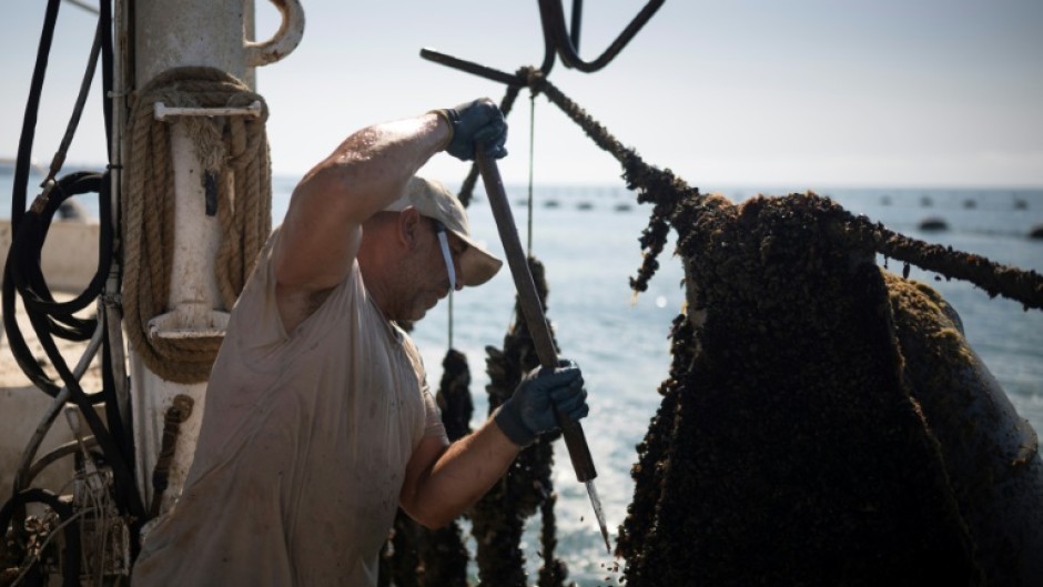 Bulgaria is the main mussel producer in the Black Sea