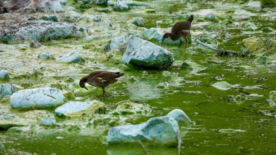Birds feed on the shore of Lough Neagh covered in blue-green algae, in Northern Ireland