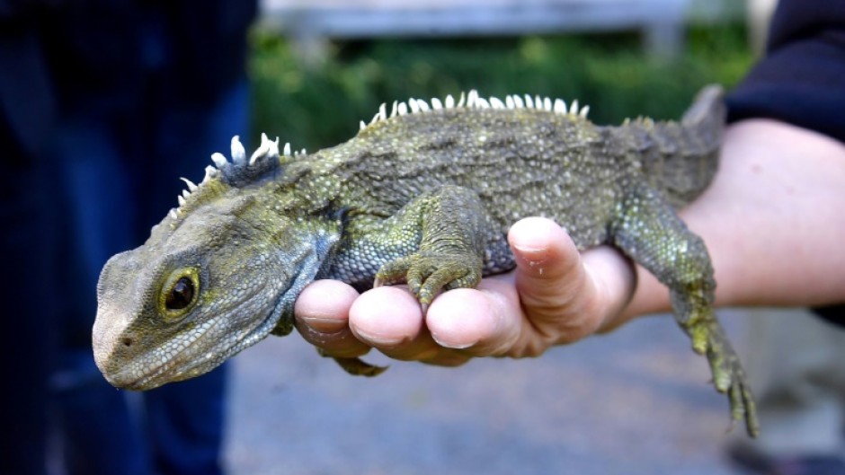 New Zealand's tuatara reptile, which bears some striking similarities to the lizard ancestor discovered in England