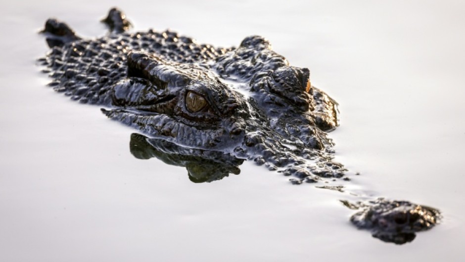 In a series of videos on his Instagram, Mike Holston, who goes by therealtarzann online, tussles with crocodiles