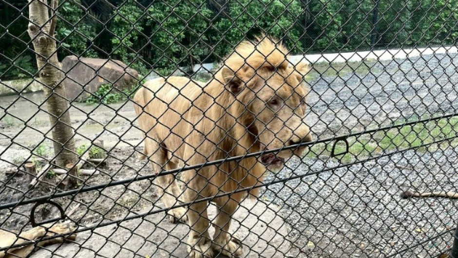 On Wednesday, a pack of lions mauled 58-year-old longtime zookeeper Jian Rangkarassamee to death when he stepped out of his vehicle