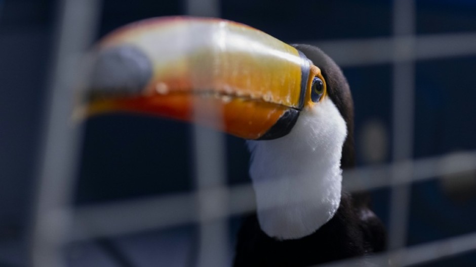 Brightly colored birds like toucans and macaws, boxes of tortoises, and monkeys and a python were among 700 rescued animals taken to a central facility to receive expert care