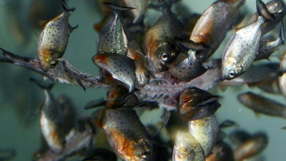 Pet owners rearing the four species have been asked to notify the authorities and hand them over so the fish can be confined to state-run aquariums