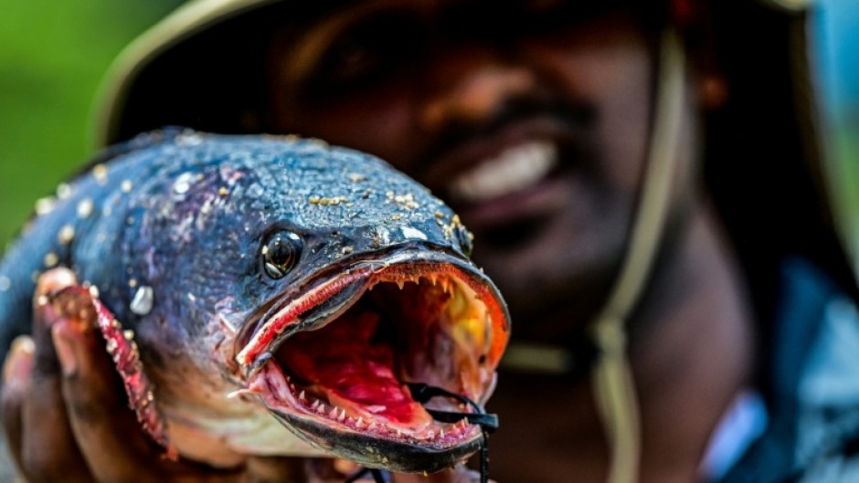 Sri Lanka launched a campaign to eradicate giant snakehead and other invasive freshwater fish species by holding a fishing competition