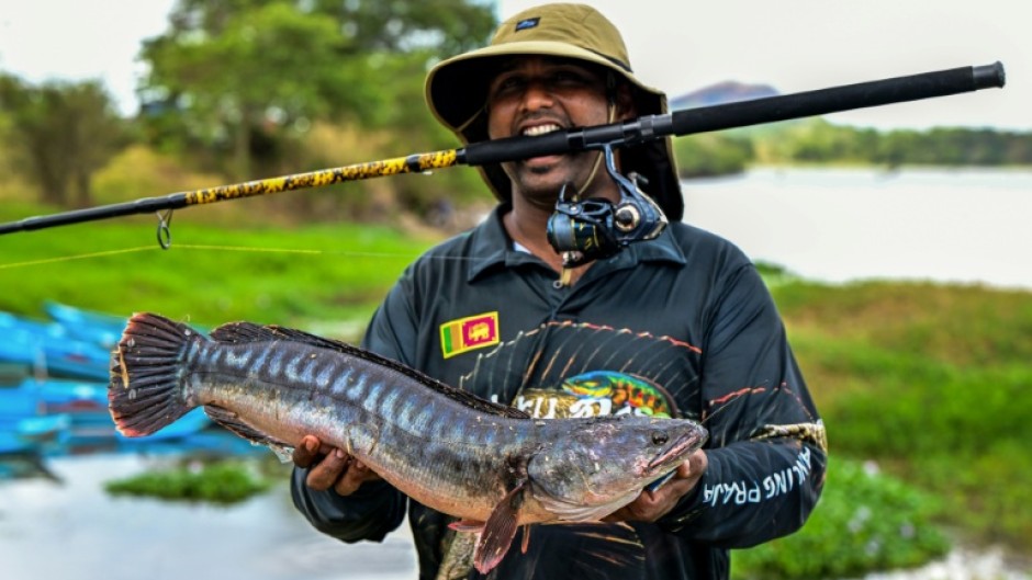 Invasive, predatory fish like the giant snakehead that are devastating native freshwater species in Sri Lanka