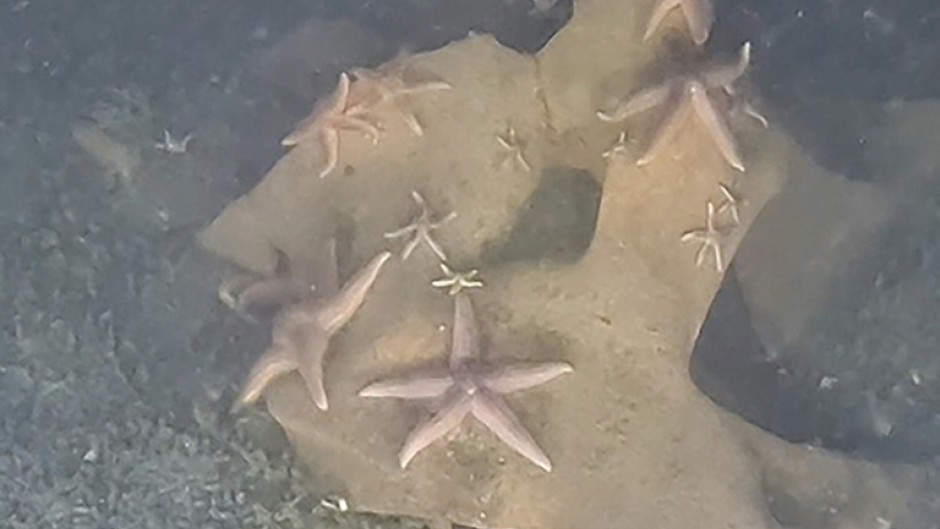 Footage captured by a submersible of starfish on the exposed TNT of an unexploded Nazi bomb at the bottom of the Baltic Sea