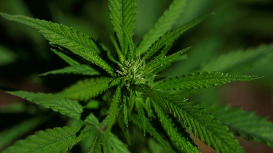 While the trial suggests something in the cannabis plant can treat pain, that does not mean all marijuana has the same effect, researchers say