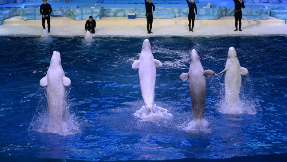 Beluga whales leap from the water during a performance at the aquarium inside the Chimelong Ocean Kingdom in 2014