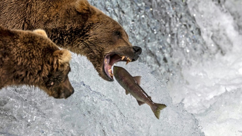 Brown bears in Alaska's Katmai National Park are - unwittingly - competing to be crowned chubbiest creature in the annual Fat Bear Week contest