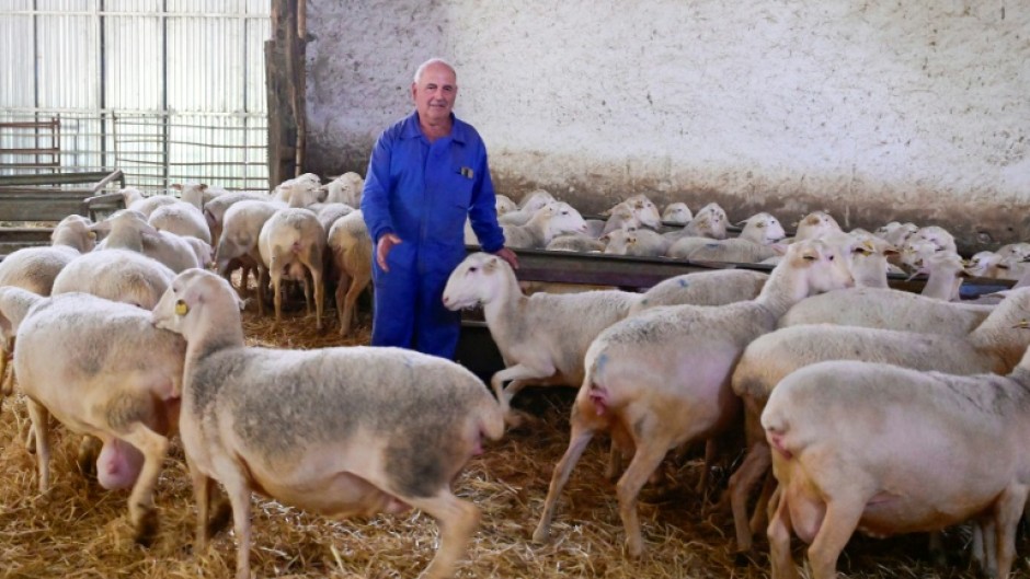 Julio Torremocha Marchante tends sheep at his farm in Socuellamos