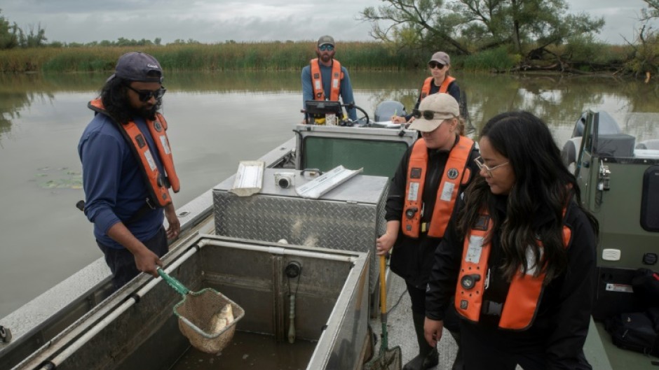 A Canadian government team assesses fish caught during a search for invasive carp in Ontario's Grand River