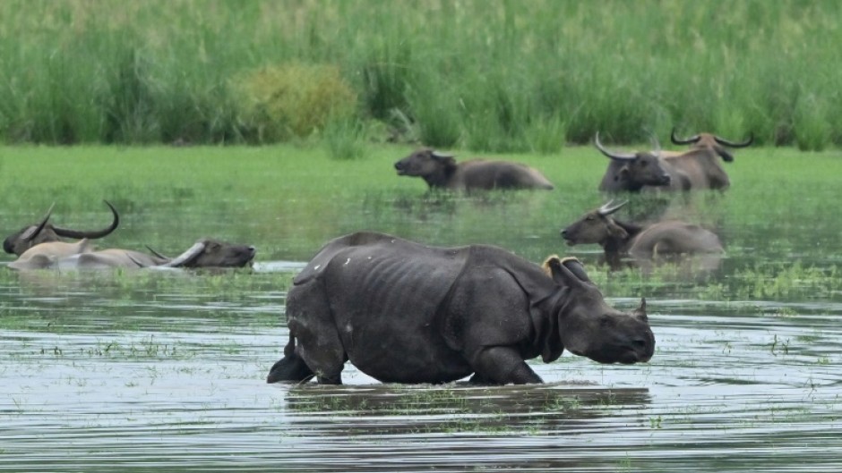 India's rhino population has almost tripled in the past four decades thanks to conservation and anti-poaching efforts, from 1,500 to more than 4,000 today
