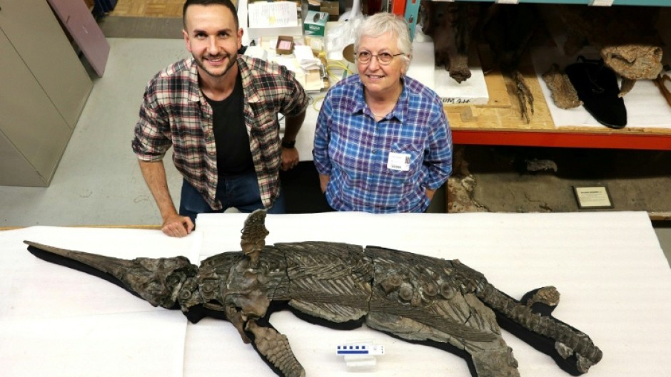 The newly identified reptile is about the size of a dolphin