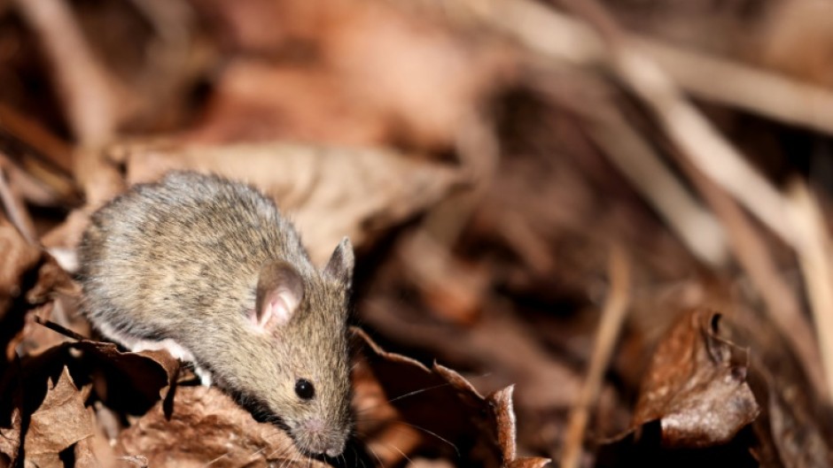 Covid-19 infection causes changes to sperm in mice that may increase anxiety in their offspring, according to Australian researchers