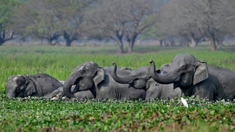 India is home to the majority of the world's remaining wild Asian elephants, like this herd bathing in Assam