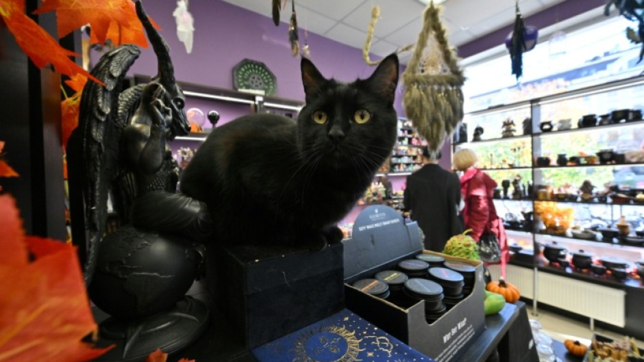 Animal welfare groups warn that black cats can be killed or used as props for Halloween rituals