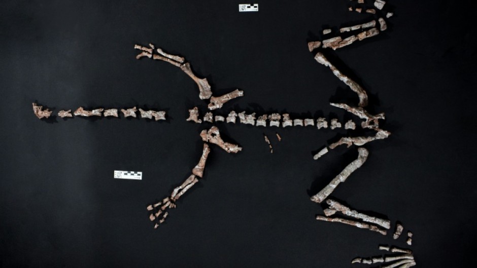 The almost complete skeleton of the small long-necked reptile, named "Huayracursor Jaguensis," has been found in Argentina.