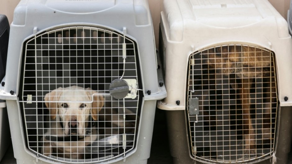 Dogs rest inside a pet cage in a makeshift training centre at the airport in Kabul