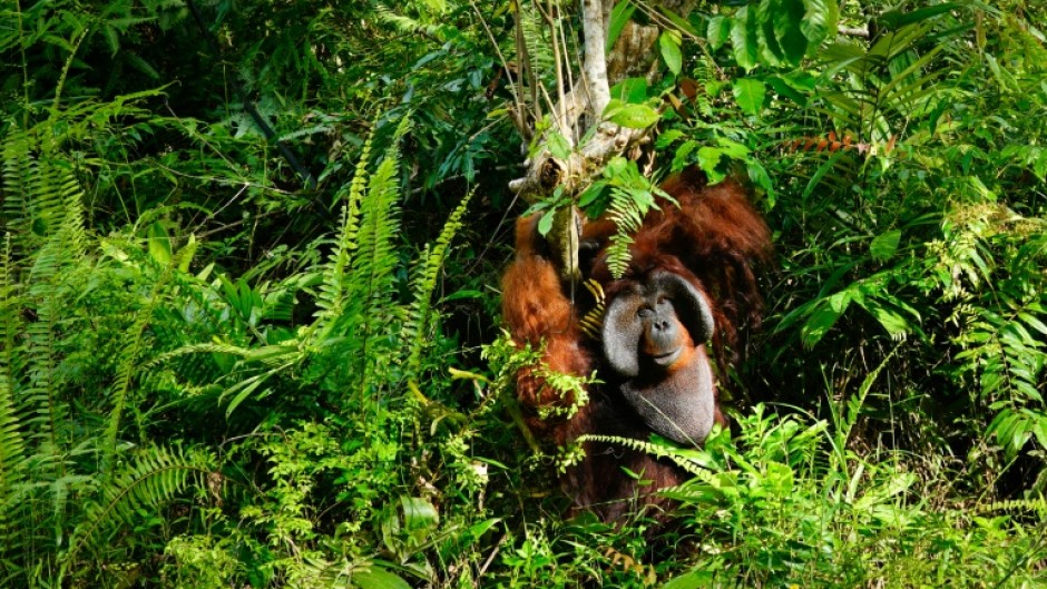 Borneo island is home to orangutans, long-nosed monkeys, clouded leopards, pig-tailed macaques, flying fox-bats and the smallest rhinos on the planet