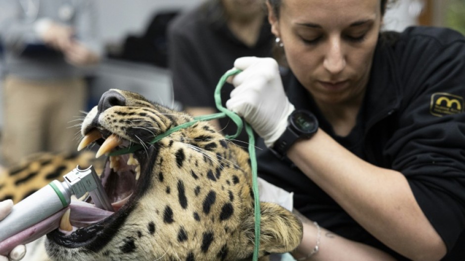 The vets took sperm from Baruto, an Amur leopard, to inseminate Khala
