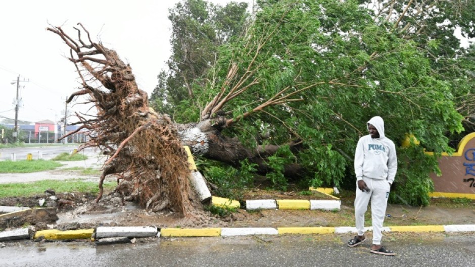 A man looks at a fallen tree in St. Catherine, Jamaica, shortly before Hurricane Melissa made landfall on October 28, 2025