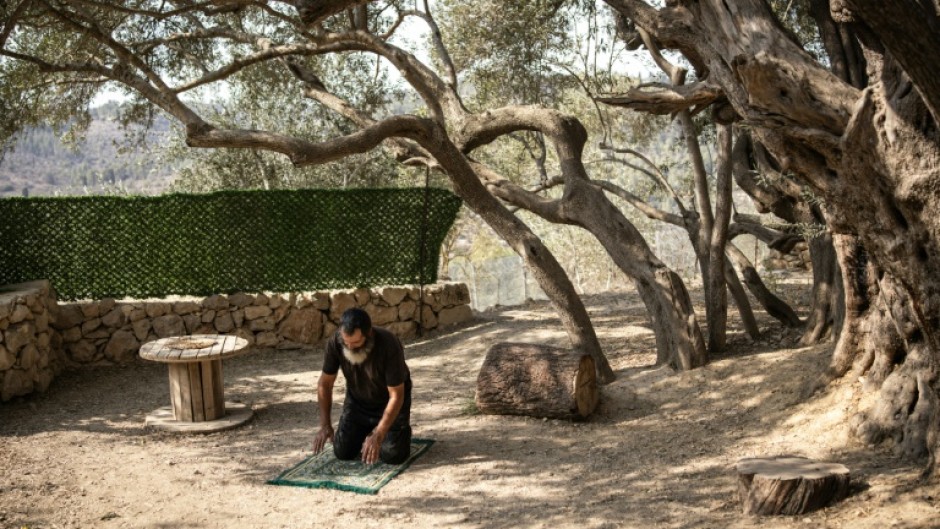 The oil extracted from this tree seels at a far higher price than that from other regular olive trees