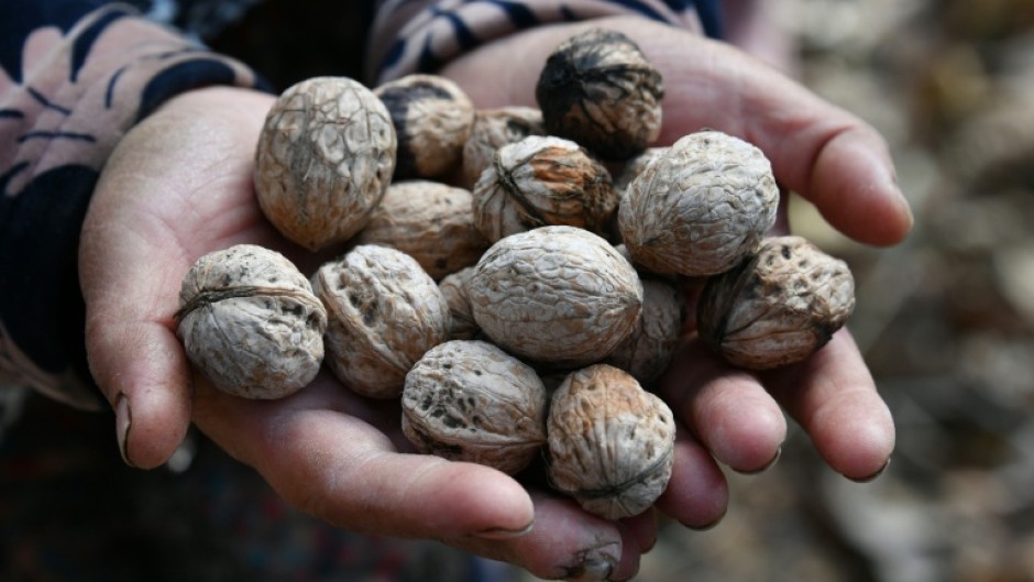 The forest outside Arslanbob in the Kyrgyz mountains is the world's biggest wild walnut grove