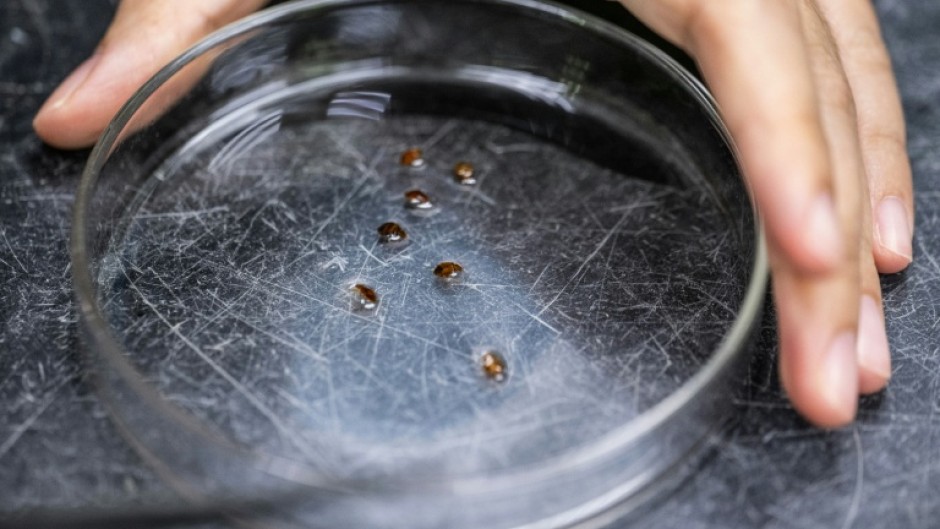 The tiny critters that love to lurk in mattresses and pillows can help pinpoint suspects at crime scenes