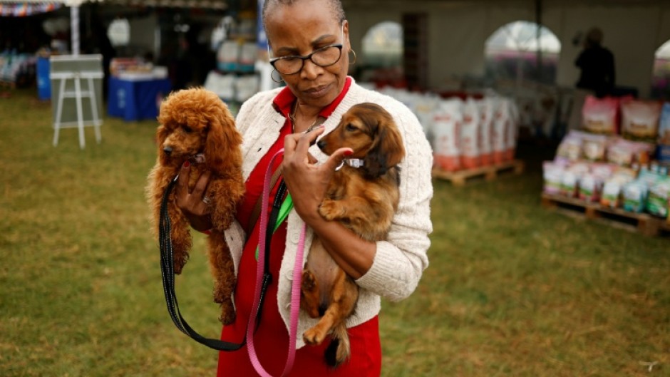 The annual event brings together pups rescued from abuse or the street
