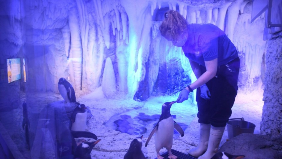 Une soigneuse nourrit des manchots à l'aquarium Sea Life de Londres, le 17 mai 2021