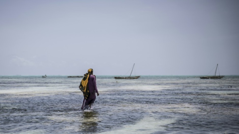 Sponges also help restore marine ecosystems