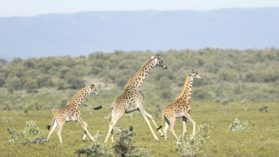 An adult and two juvenile Masai giraffes sprint across the savannah after one is darted with