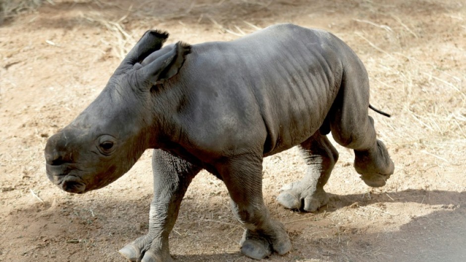 The calf will be named through a public vote from a list of options proposed by the caretakers