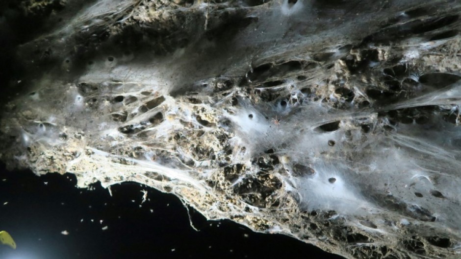 The web was discovered in a cave on the border of Greece and Albania