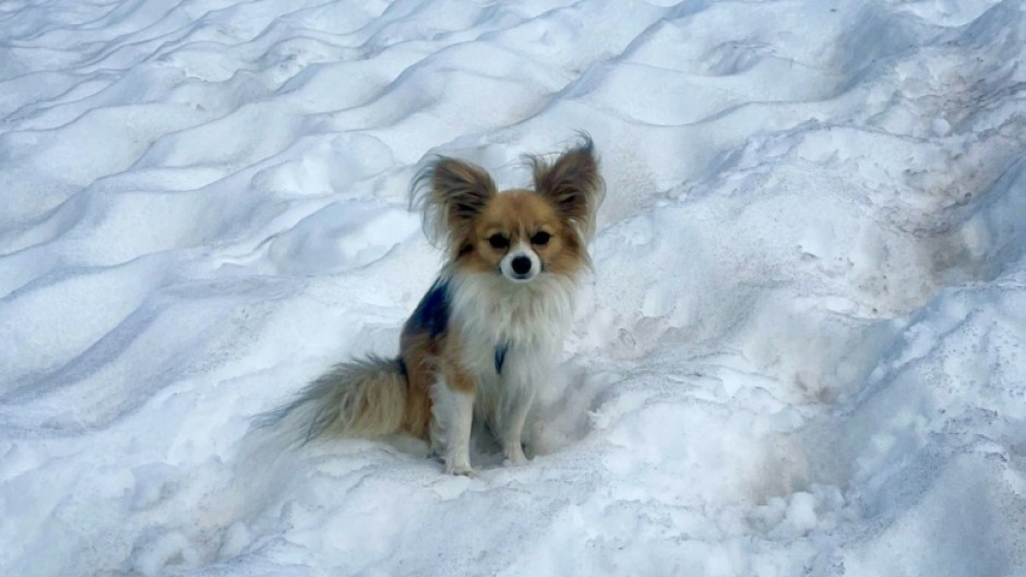 Researchers found that even tiny chihuahuas carry wolf DNA