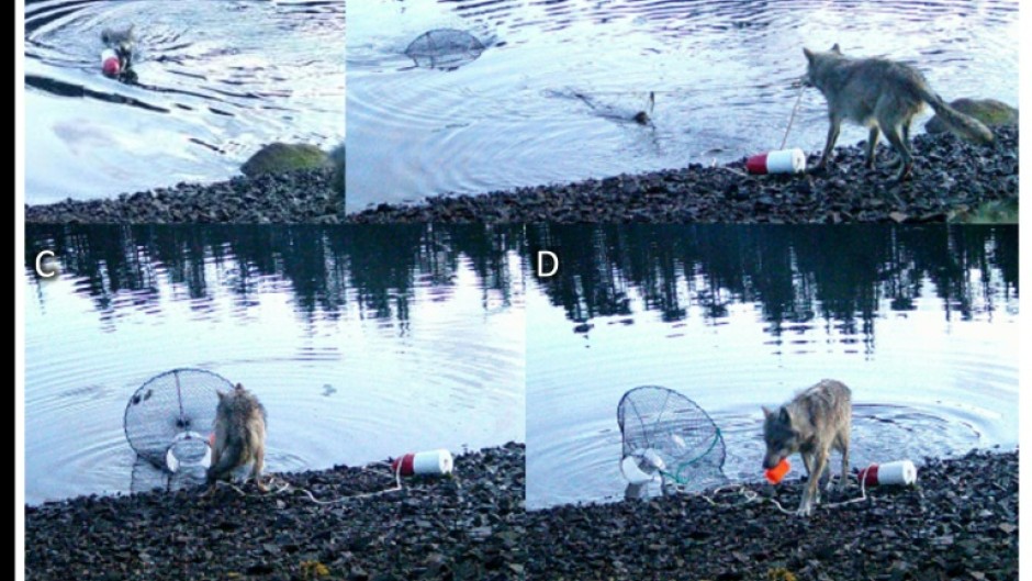 The wolf dragged a green crab trap from the water to the shore to eat its bait in the Heiltsuk Indigenous territory of Canada