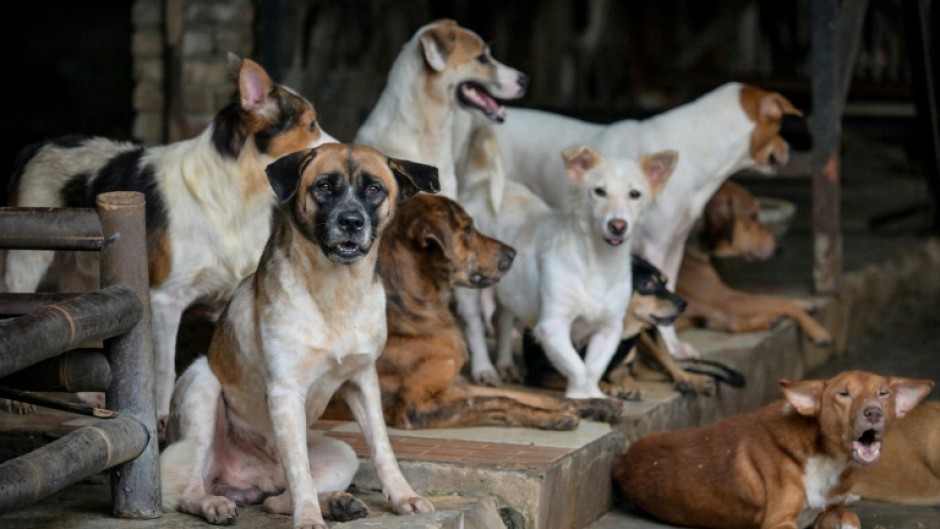 Rescued stray dogs gathering at a dog shelter in Jakarta, some of which were saved from restaurants selling dog meat dishes
