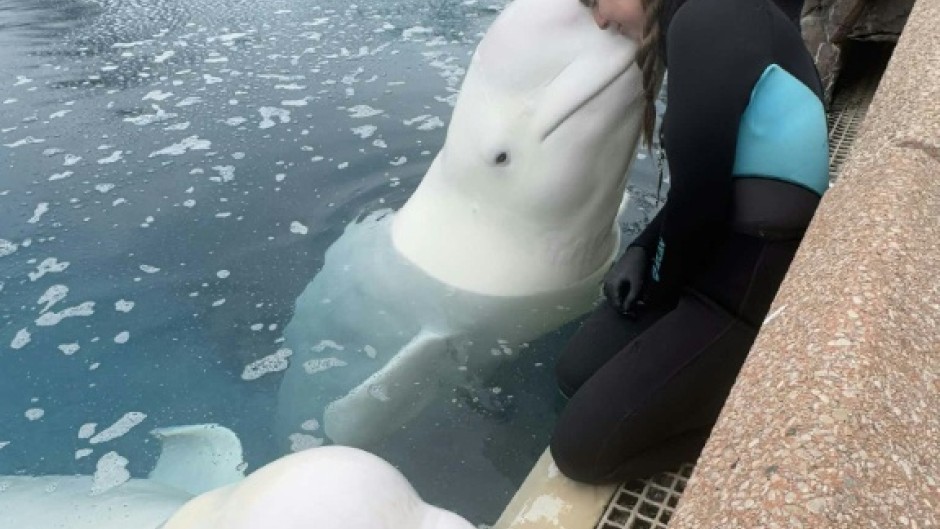 This handout image from Kristy Burgess from March 2025 showing her interacting with a beluga at Marineland