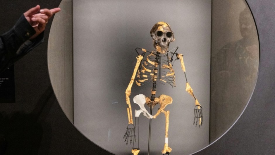 The new research could raise about the status of the famous Australopithecus afarensis skeleton 'Lucy'