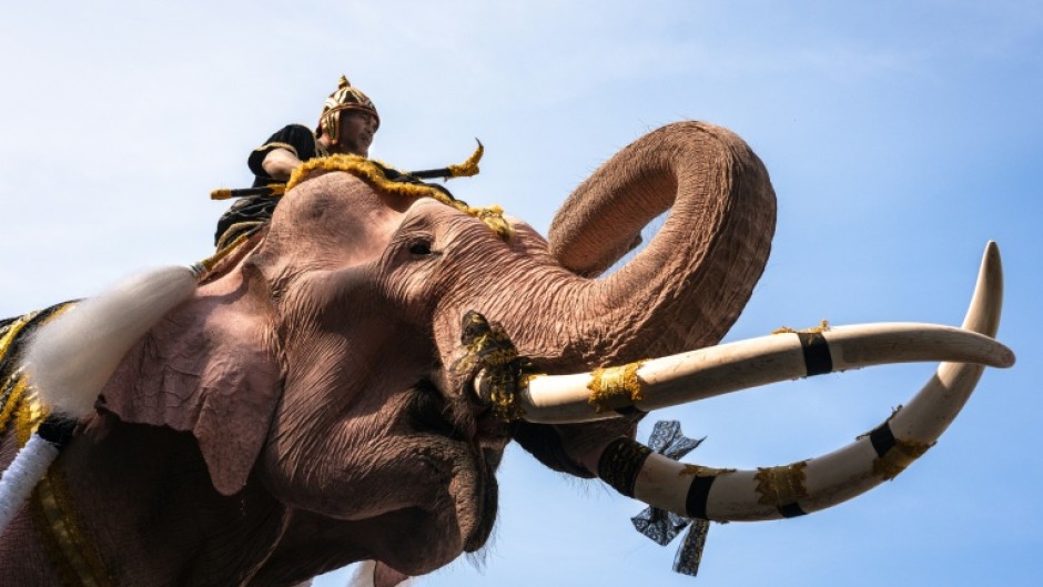 Eleven mahout-mounted pink painted elephants marched through Bangkok on Thursday, bowing in union outside the Grand Palace in a lumbering tribute to the late queen mother
