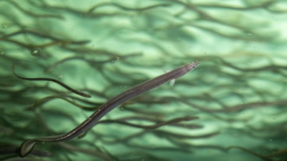 Eels are widely consumed in Japan, which opposed adding new restrictions on their trade
