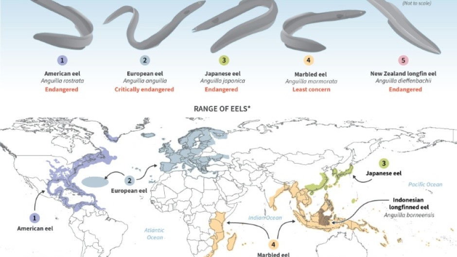 The eels' global range
