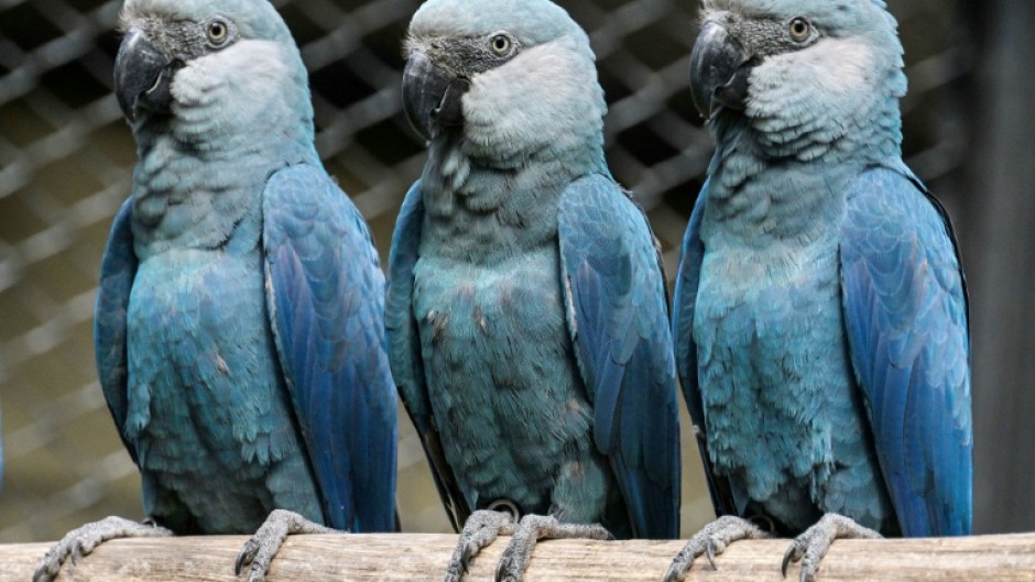 Spix's macaws live mostly in captivity, with 27 housed at the Sao Paulo zoo