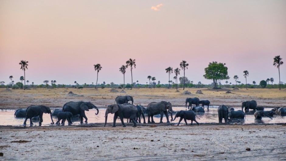 Elephants drink at watering hole at Hwange National Park, where communities are helping to track the animals to avoid human-wildlife conflict